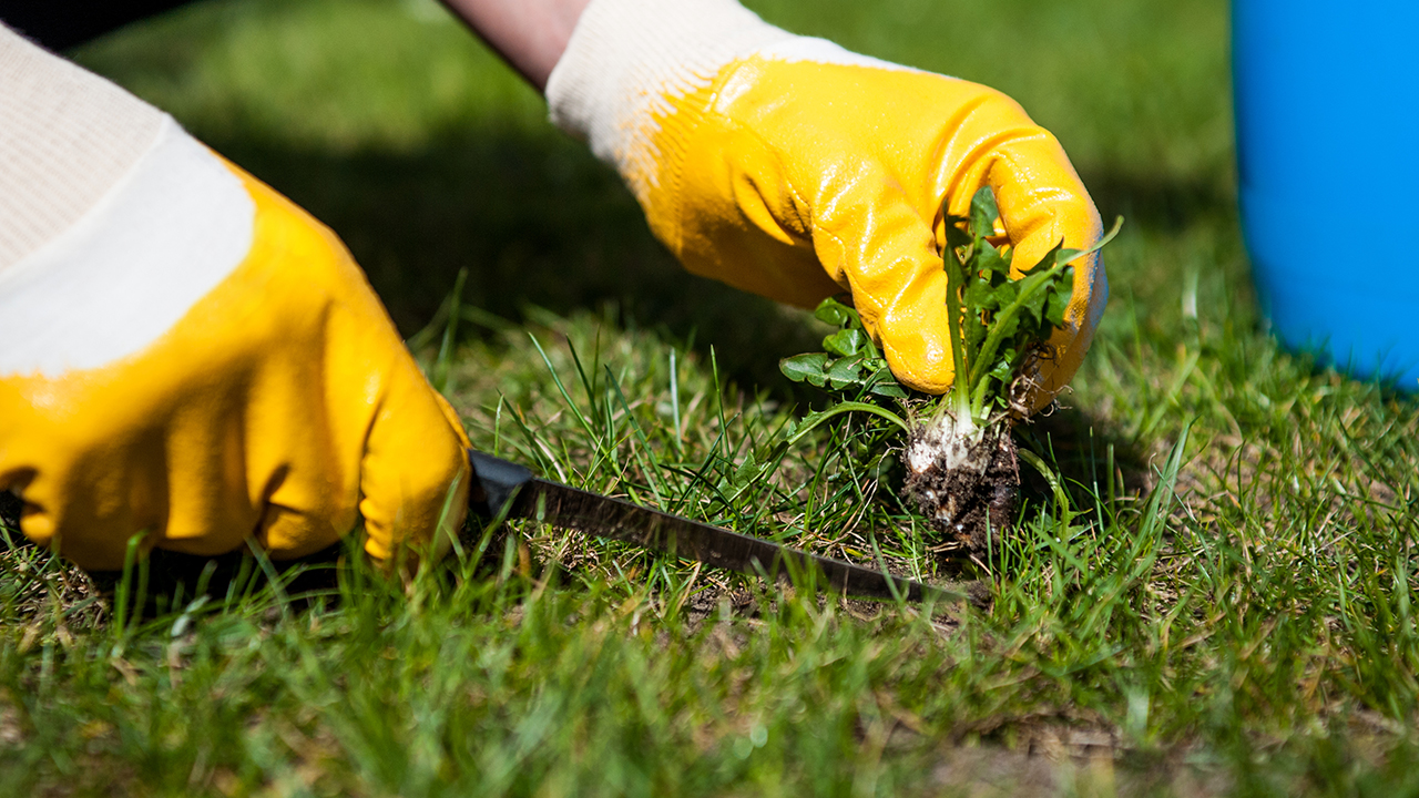 7-curb-appeal-blunders-that-can-curtail-weeds